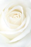 Фреска Бутон белой розы