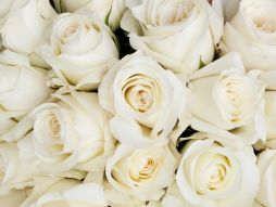 Фреска Белые розы крупным планом