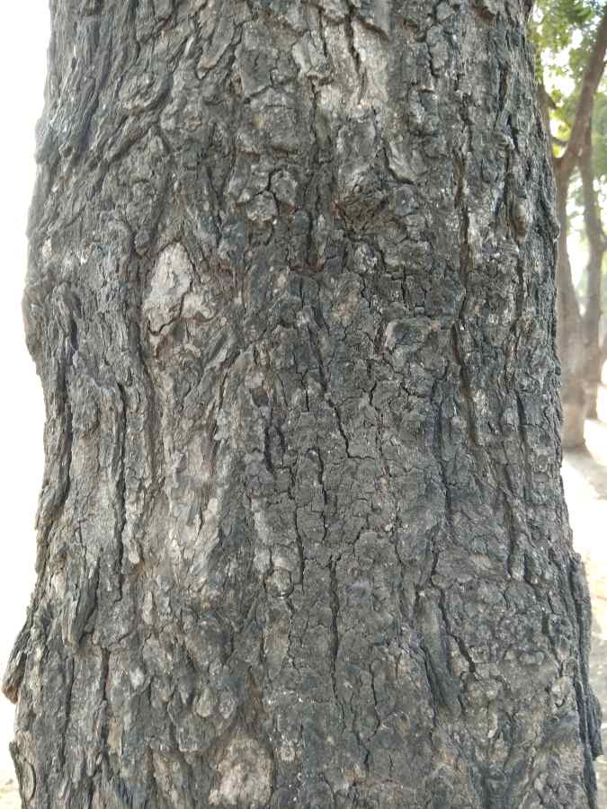 Фотообои Дерево