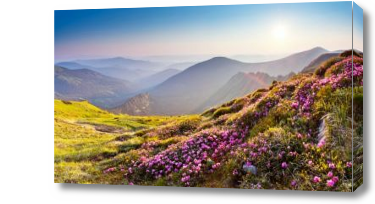 Картина Поляна цветы в горах